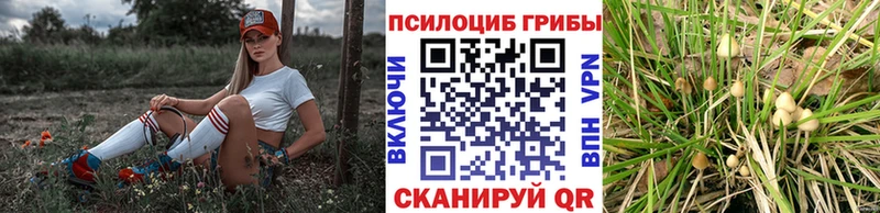 Псилоцибиновые грибы Psilocybe  KRAKEN маркетплейс  Балей 
